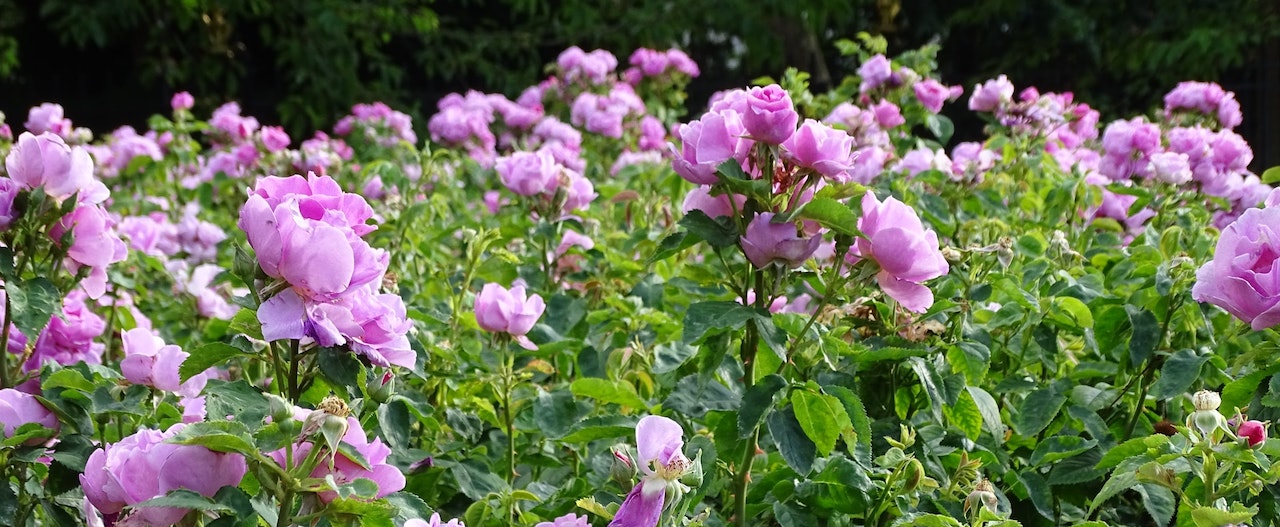 Regents park rose garden